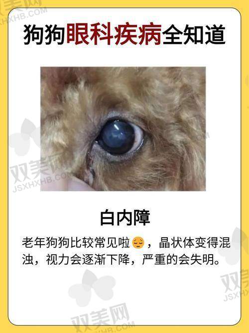 【开滦总医院眼科擅长什么项目】