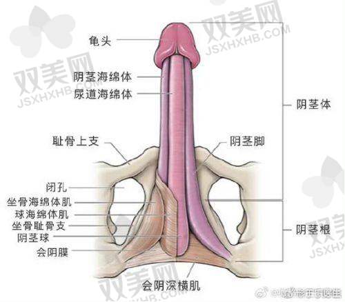 延长手术后的修复情况怎样？